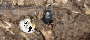 Wood-boring Beetle